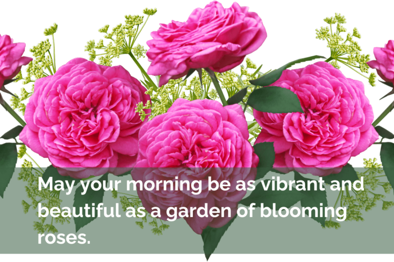 images of good morning with roses